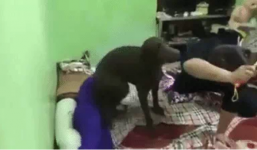 Chú chó trung thành lấy thân mình che chắn cho cậu chủ khi bị mẹ đánh vì tội lười học